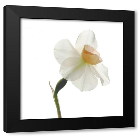 Rise Black Modern Wood Framed Art Print with Double Matting by Stalus, Judy