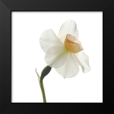 Rise Black Modern Wood Framed Art Print by Stalus, Judy