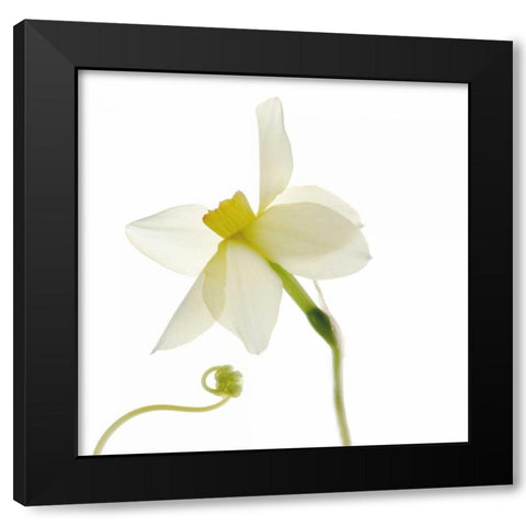 Bowing Black Modern Wood Framed Art Print with Double Matting by Stalus, Judy