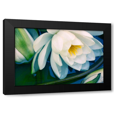 Calico Black Modern Wood Framed Art Print by Stalus, Judy