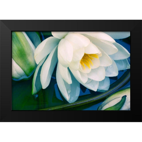 Calico Black Modern Wood Framed Art Print by Stalus, Judy