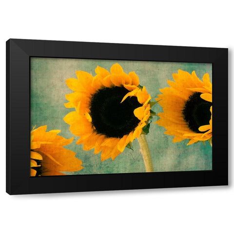 Sunflowers II Black Modern Wood Framed Art Print with Double Matting by Stalus, Judy