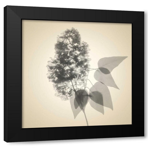Daisy Bouquet Black Modern Wood Framed Art Print by Stalus, Judy