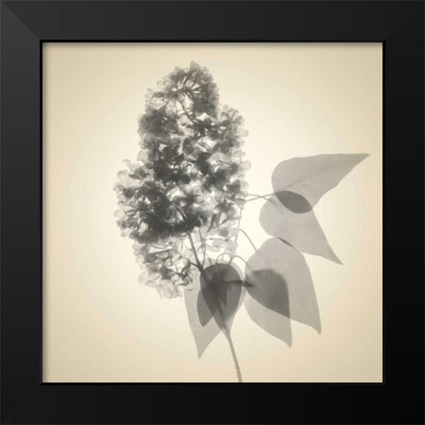 Daisy Bouquet Black Modern Wood Framed Art Print by Stalus, Judy