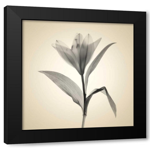 Maples Black Modern Wood Framed Art Print by Stalus, Judy