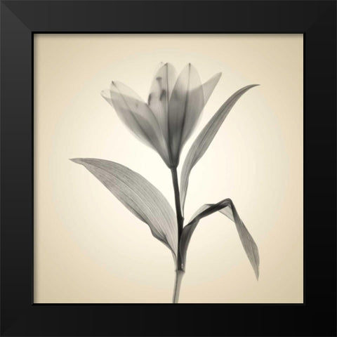 Maples Black Modern Wood Framed Art Print by Stalus, Judy