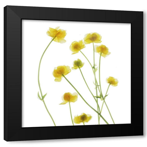 Buttercup Black Modern Wood Framed Art Print by Stalus, Judy