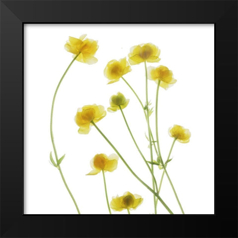 Buttercup Black Modern Wood Framed Art Print by Stalus, Judy