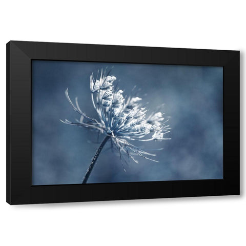 Queen Anne I  Black Modern Wood Framed Art Print by Stalus, Judy