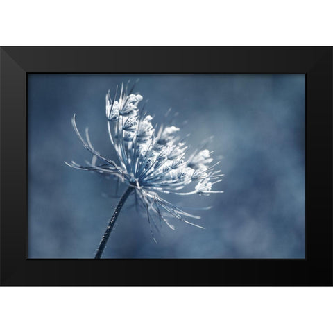 Queen Anne I  Black Modern Wood Framed Art Print by Stalus, Judy