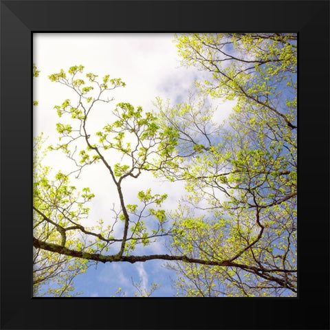 Spring Sky I Black Modern Wood Framed Art Print by Stalus, Judy