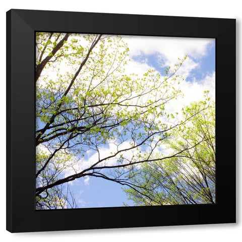 Spring Sky II Black Modern Wood Framed Art Print with Double Matting by Stalus, Judy