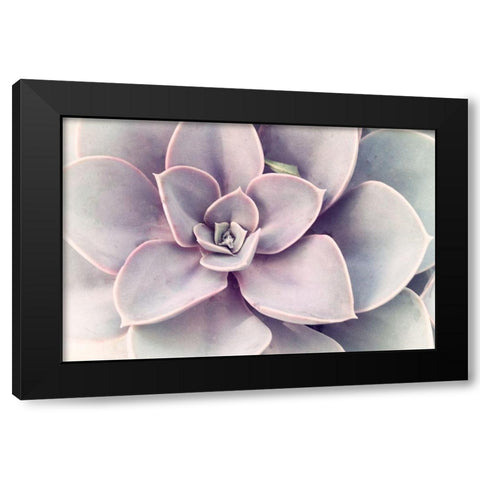 Purple Succulent  Black Modern Wood Framed Art Print with Double Matting by Stalus, Judy