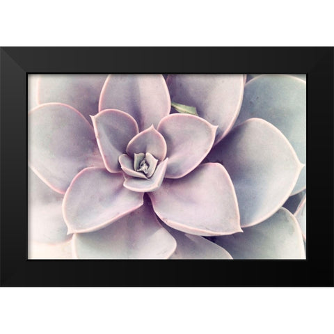 Purple Succulent  Black Modern Wood Framed Art Print by Stalus, Judy