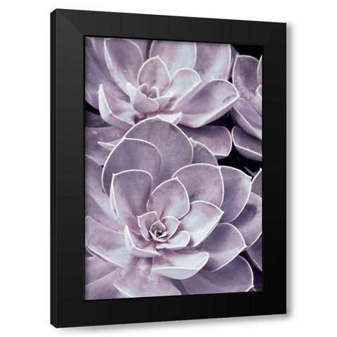 Violet Succulents  Black Modern Wood Framed Art Print with Double Matting by Stalus, Judy