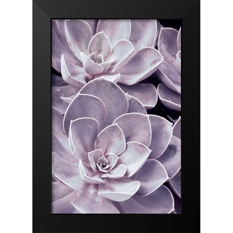 Violet Succulents  Black Modern Wood Framed Art Print by Stalus, Judy