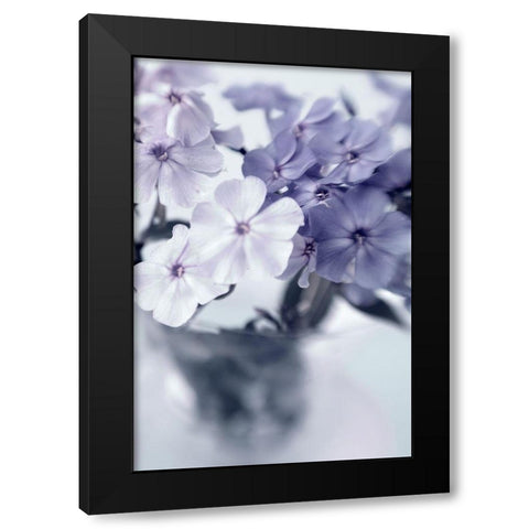 Violet Hydrangea  Black Modern Wood Framed Art Print with Double Matting by Stalus, Judy