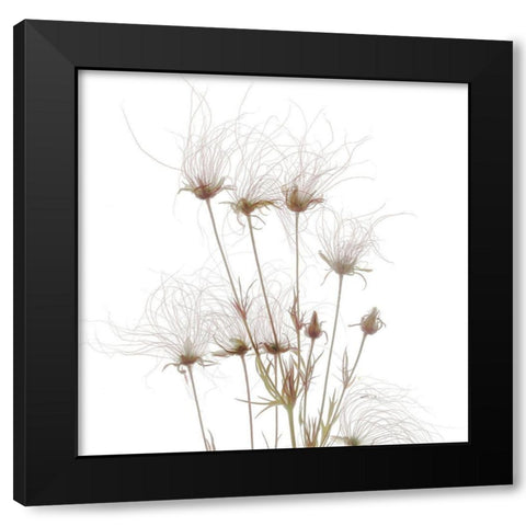 Geum Seed HeadsÂ  Black Modern Wood Framed Art Print by Stalus, Judy
