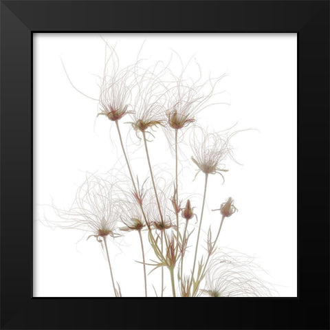 Geum Seed HeadsÂ  Black Modern Wood Framed Art Print by Stalus, Judy