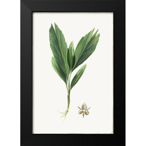 New Botana IV Black Modern Wood Framed Art Print by Jensen, Asia