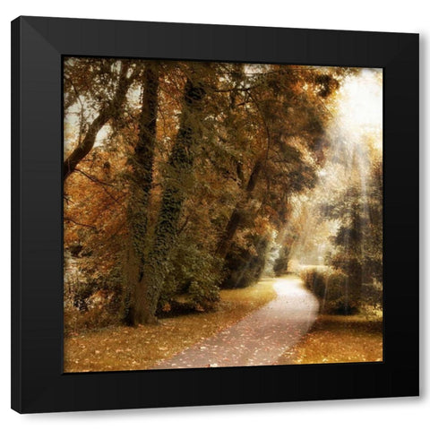 Forest Light Black Modern Wood Framed Art Print with Double Matting by Jenney, Jessica
