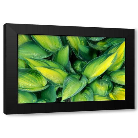 Varigated Plantain Lily  Black Modern Wood Framed Art Print by Kearney, Franklin J.