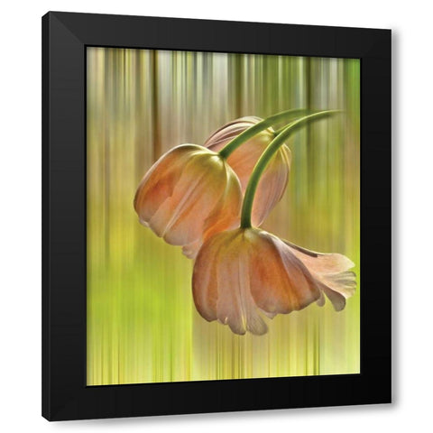 Tulip Free Fall Black Modern Wood Framed Art Print with Double Matting by Von Knobloch, Karen