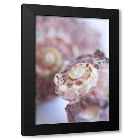 Purple Conch I Black Modern Wood Framed Art Print by Millet, Karyn