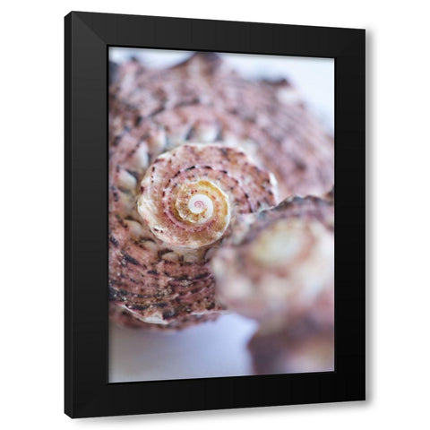 Purple Conch II Black Modern Wood Framed Art Print by Millet, Karyn