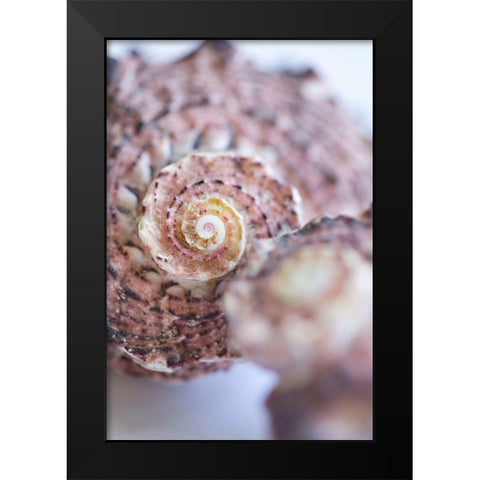 Purple Conch II Black Modern Wood Framed Art Print by Millet, Karyn