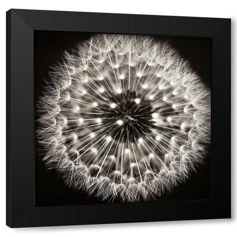 Dandelion I Black Modern Wood Framed Art Print with Double Matting by Campbell, Dawn
