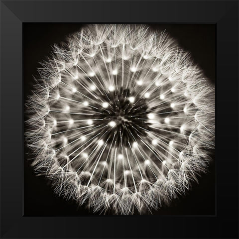 Dandelion I Black Modern Wood Framed Art Print by Campbell, Dawn