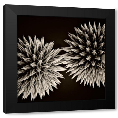 Globe Thistles Black Modern Wood Framed Art Print by Campbell, Dawn