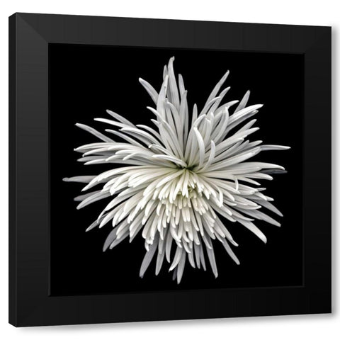 Mauimum Black Modern Wood Framed Art Print by Le Blanc, Dawn