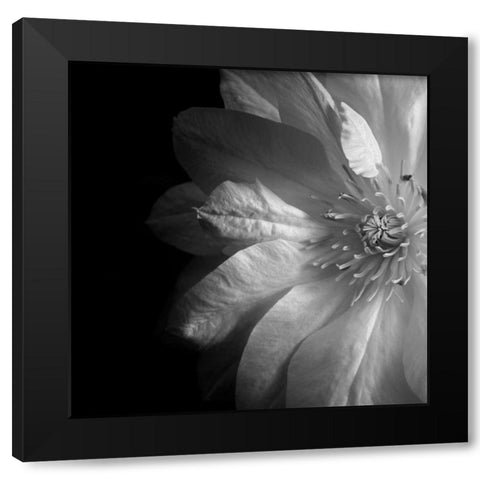 Clematis Black Modern Wood Framed Art Print with Double Matting by Le Blanc, Dawn