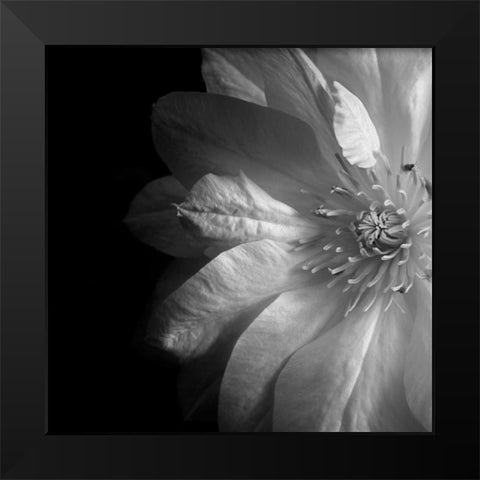 Clematis Black Modern Wood Framed Art Print by Le Blanc, Dawn