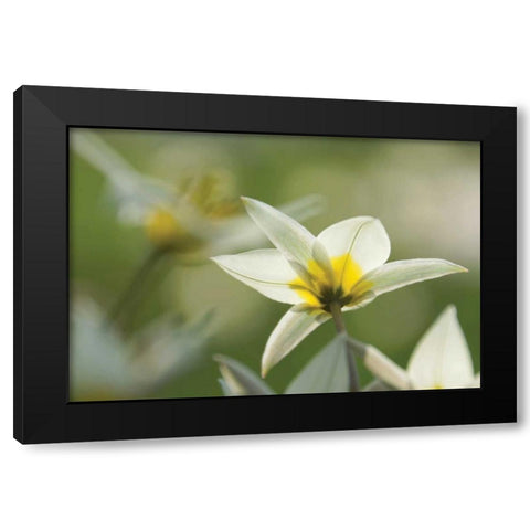 Dreaming Turkinstan Tulips Black Modern Wood Framed Art Print by Robertson, Leda