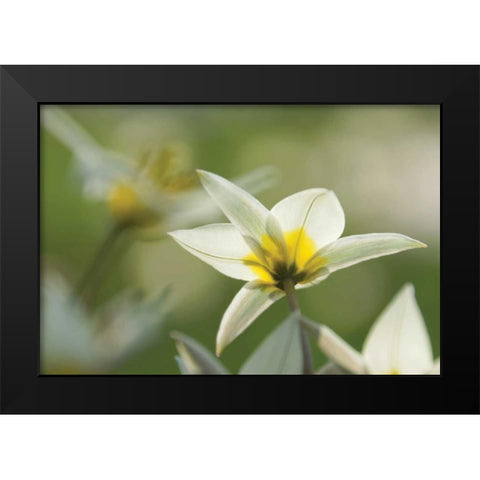 Dreaming Turkinstan Tulips Black Modern Wood Framed Art Print by Robertson, Leda