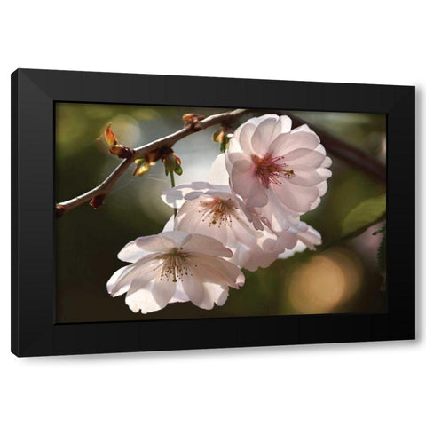 Cherry Blossom Illumination Black Modern Wood Framed Art Print with Double Matting by Robertson, Leda