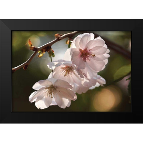 Cherry Blossom Illumination Black Modern Wood Framed Art Print by Robertson, Leda