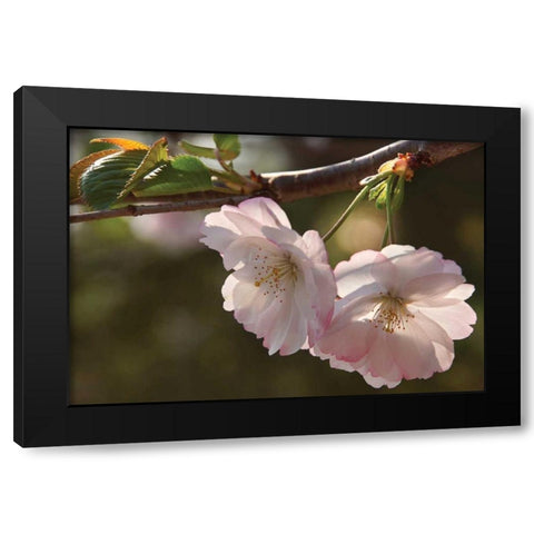Cherry Blossom Joy Black Modern Wood Framed Art Print by Robertson, Leda