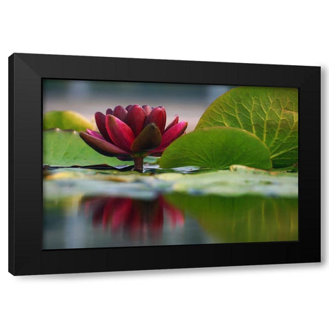 Lily Reflections II Black Modern Wood Framed Art Print with Double Matting by Robertson, Leda