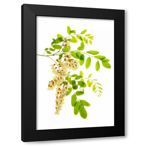 Honey Locusts I Black Modern Wood Framed Art Print by Robertson, Leda
