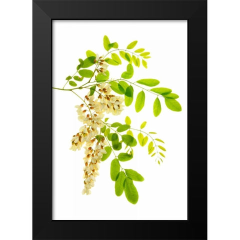 Honey Locusts I Black Modern Wood Framed Art Print by Robertson, Leda