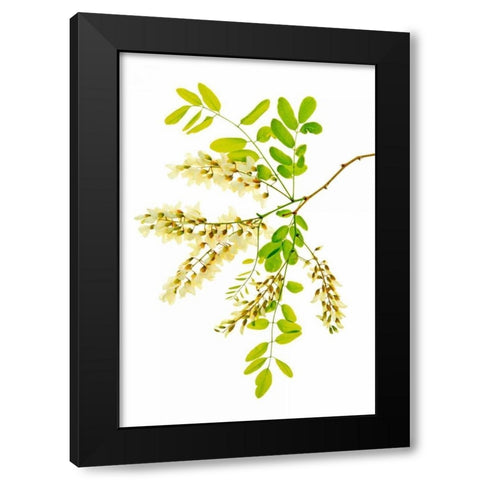 Honey Locusts II Black Modern Wood Framed Art Print with Double Matting by Robertson, Leda