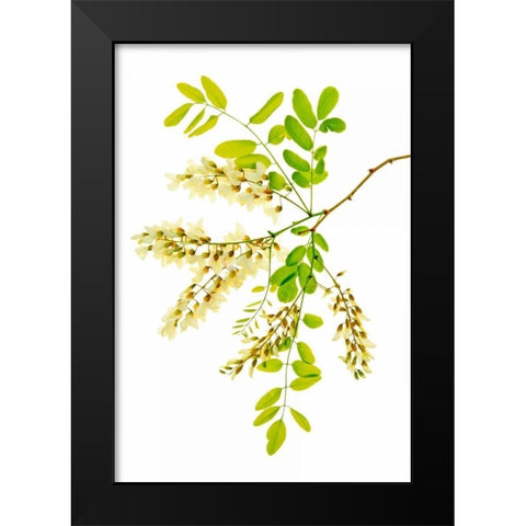 Honey Locusts II Black Modern Wood Framed Art Print by Robertson, Leda