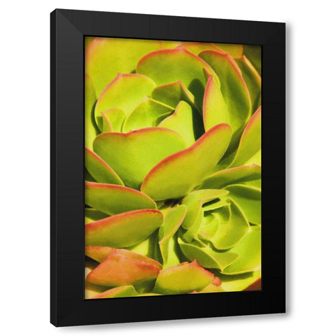 Sweet Succulents I Black Modern Wood Framed Art Print with Double Matting by Robertson, Leda