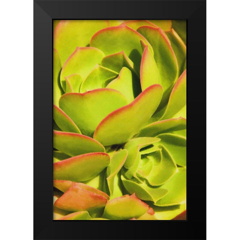 Sweet Succulents I Black Modern Wood Framed Art Print by Robertson, Leda