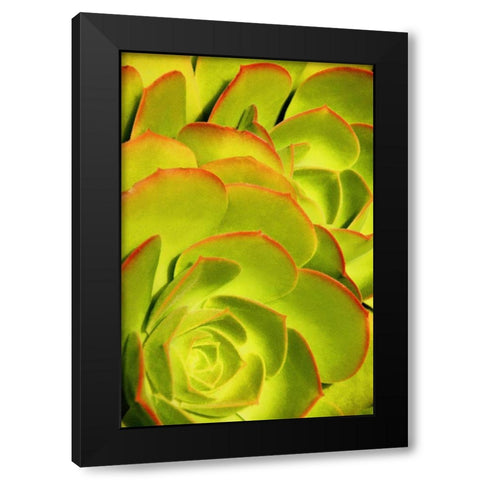 Sweet Succulents II Black Modern Wood Framed Art Print by Robertson, Leda