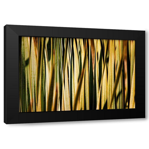 Desert Grasses I Black Modern Wood Framed Art Print by Robertson, Leda
